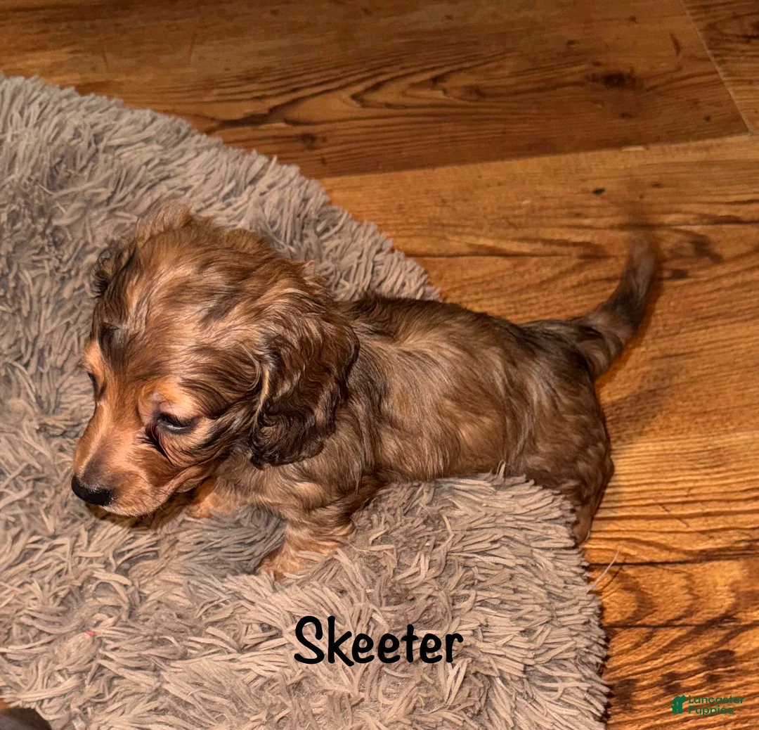 Miniature Dachshund dogs for sale: Skeeter - Ad 2