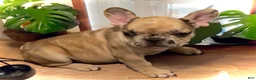 French Bulldog dogs for sale: Pluto - Ad 4