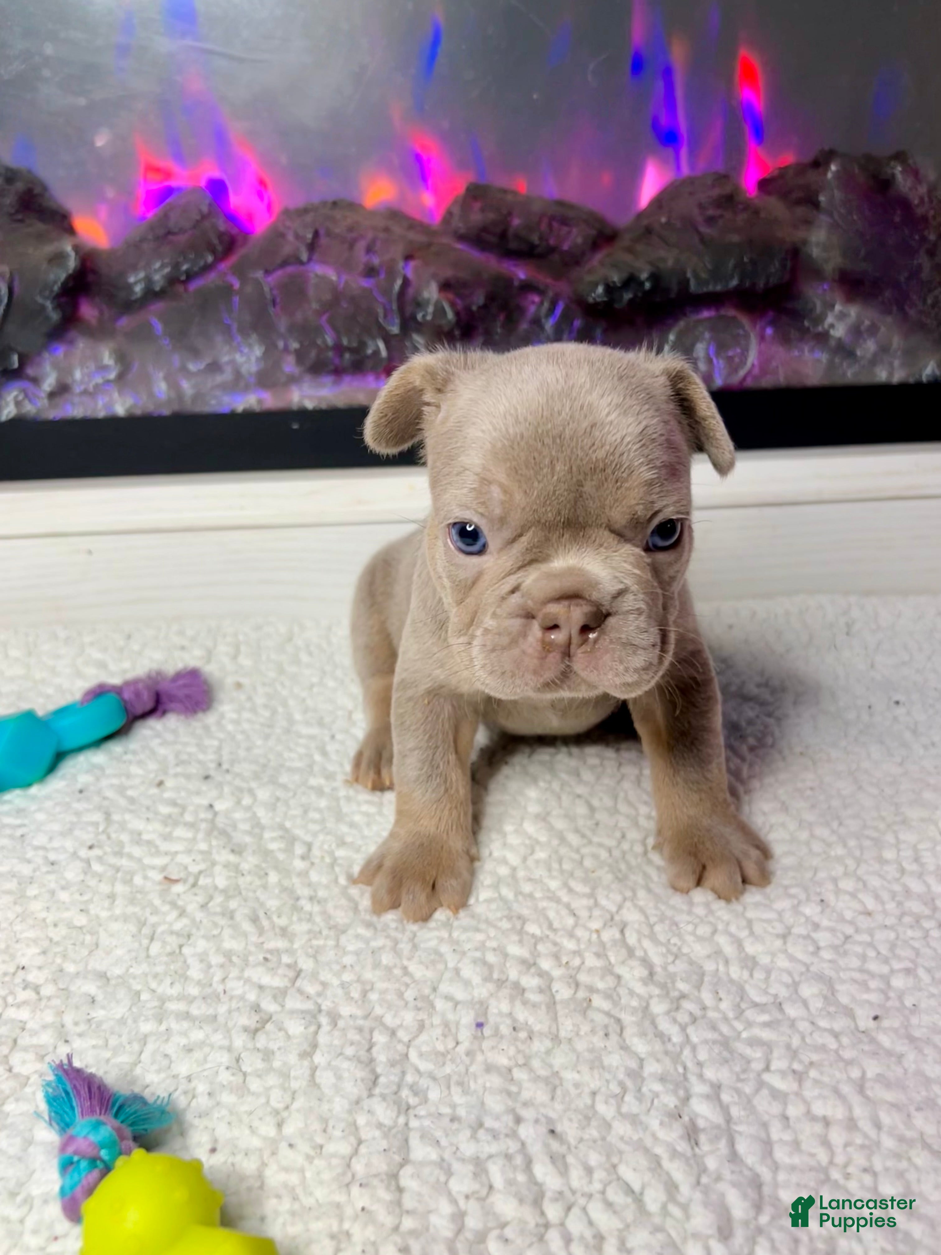 French Bulldog dogs Paprika - Ad 32