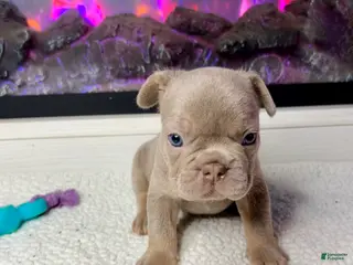 French Bulldog dogs Paprika - Ad 32