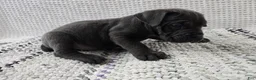 Cane Corso dogs for sale: Gambit - Ad 3