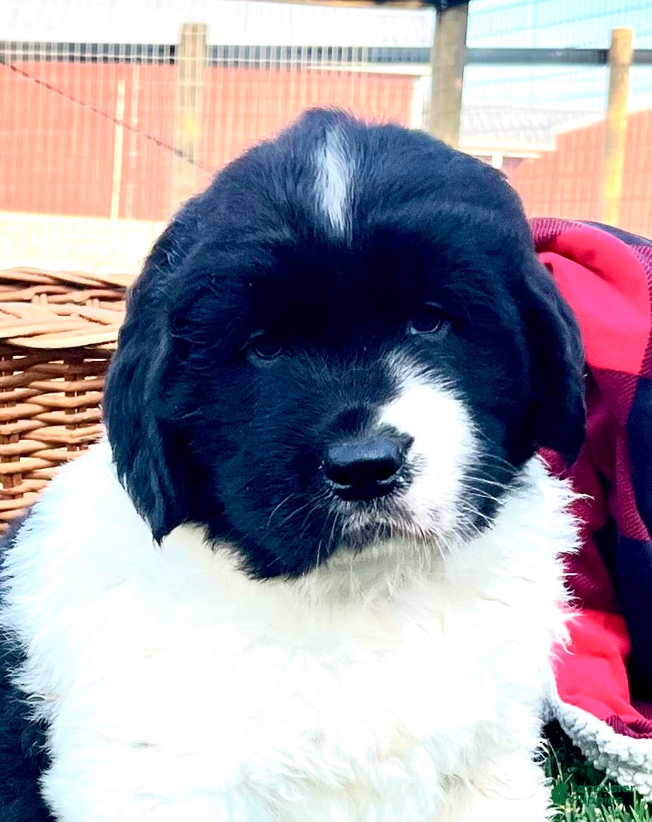 Newfoundland dogs Marcel❤️AKC Genetic Health Tested❤️Text to schedule a playdate - Ad 2