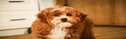 Cavapoo dogs for sale: Kohen - Ad 6