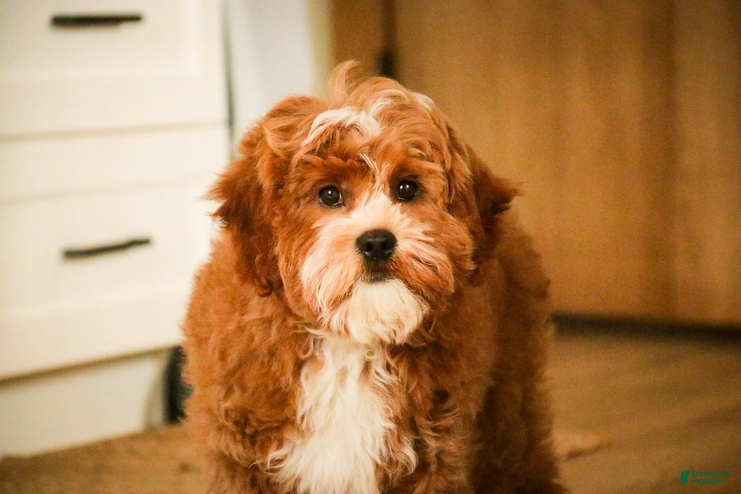 Cavapoo dogs for sale: Kohen - Ad 6