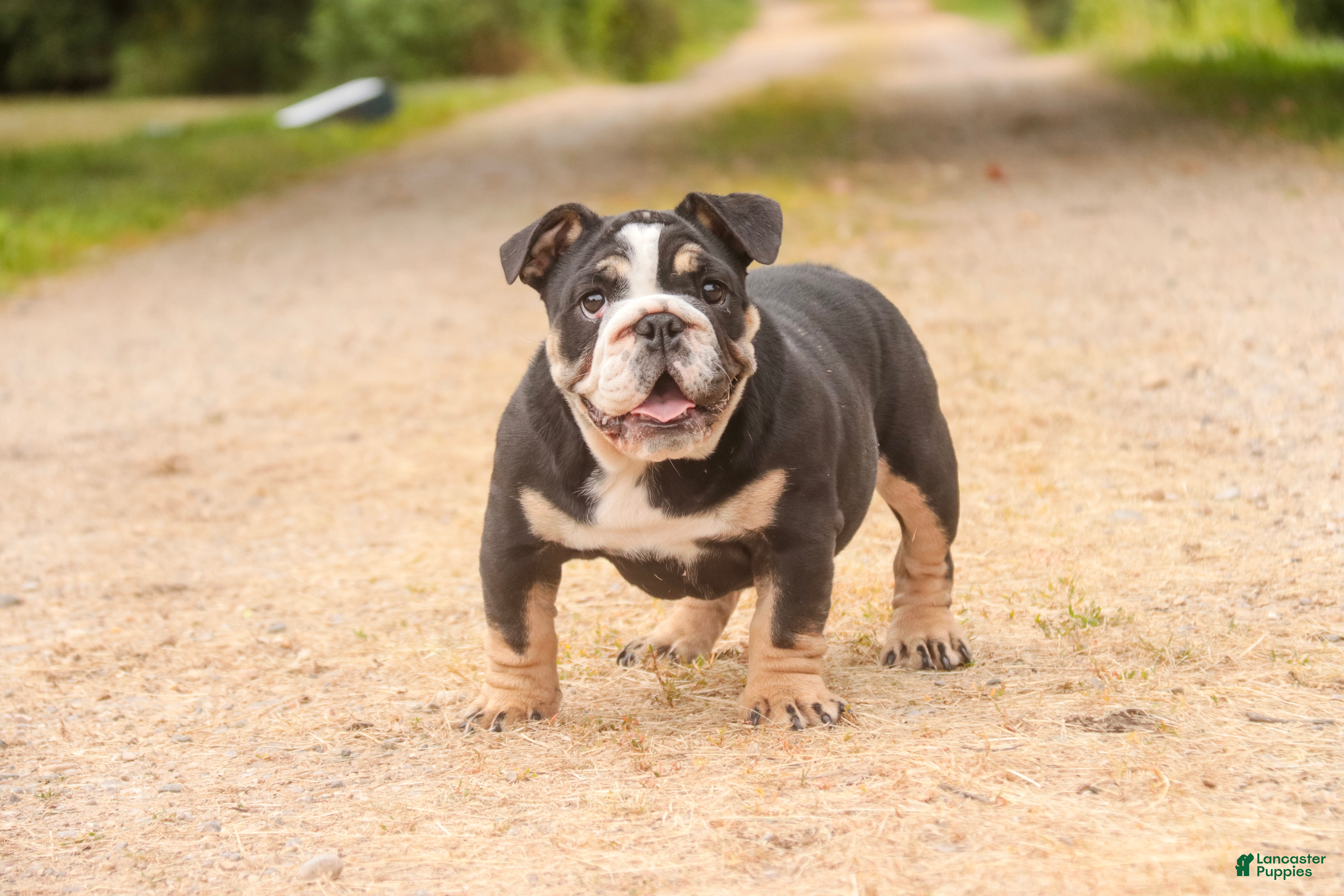 English Bulldog dogs Amelia - Ad 1