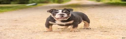 English Bulldog dogs for sale: Amelia - Ad 1