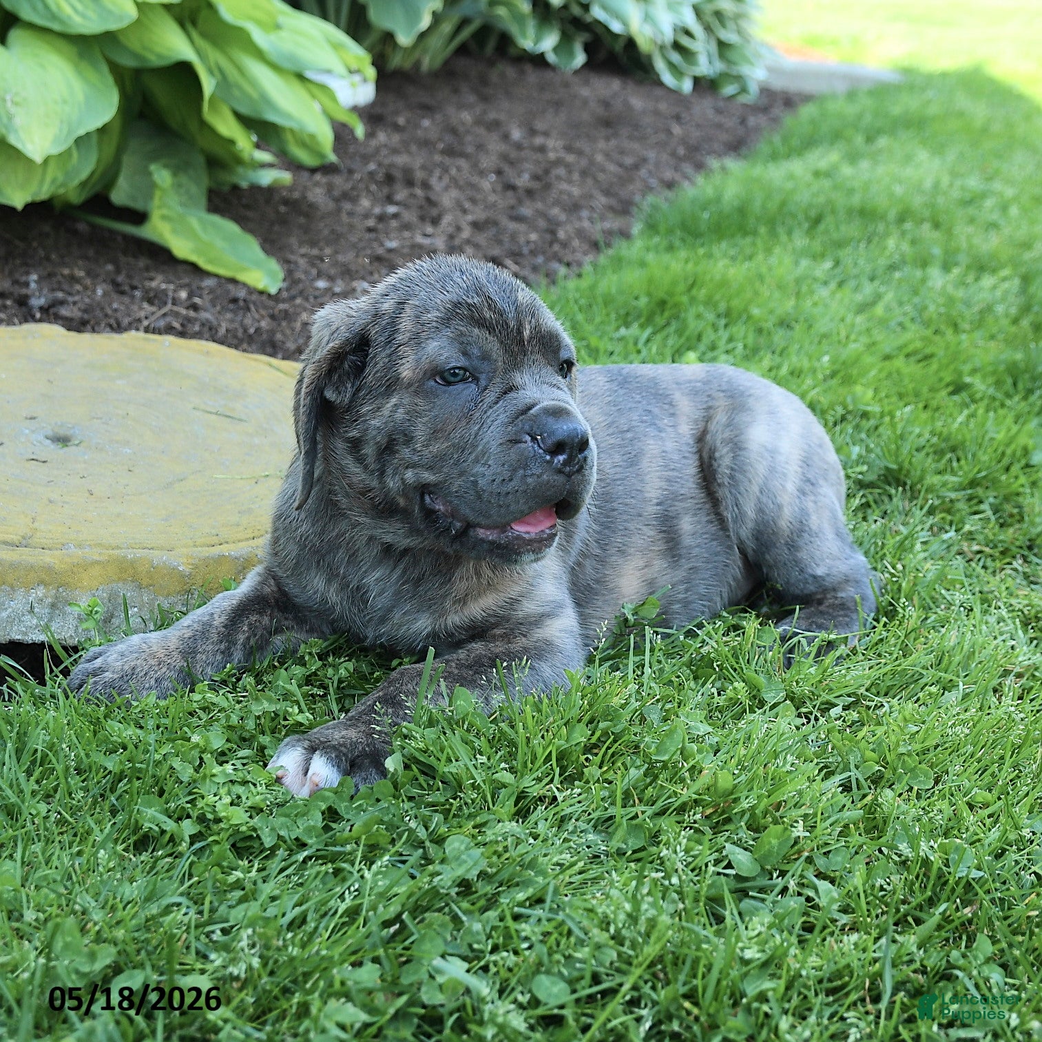 Cane Corso dogs Kenny - Ad 2
