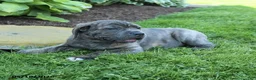 Cane Corso dogs for sale: Kenny - Ad 2