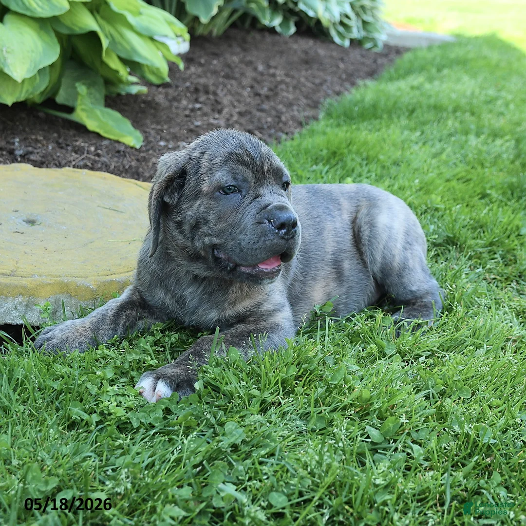 Cane Corso dogs for sale: Kenny - Ad 2