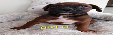 Boxer Puppy 4