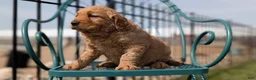 Golden Retriever dogs for sale: Dakota - Ad 10