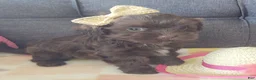 Maltipoo dogs for sale: Coco Rose  - Ad 8