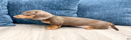 Miniature Dachshund dogs for sale: Holly - Ad 5