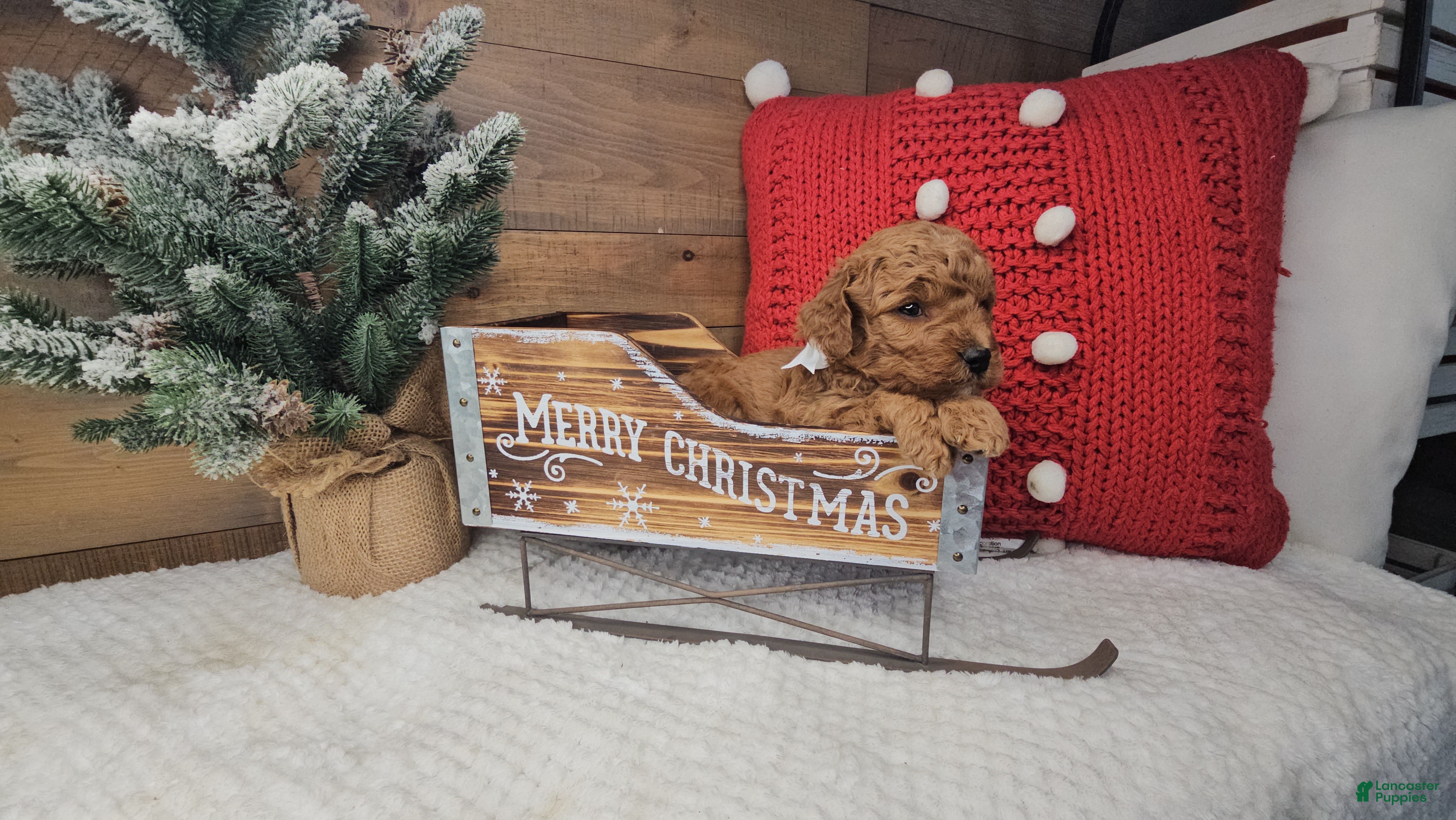 Mini Goldendoodle dogs Nicholas - Ad 12