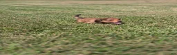 Miniature Dachshund dogs for sale: Deuce - Ad 3