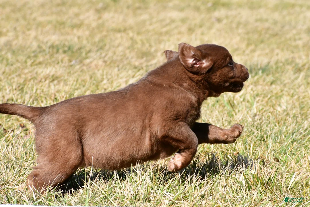 Labrador Retriever dogs for sale: Jodie - Ad 13