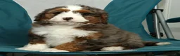 Mini Bernedoodle dogs for sale: Lilly - Ad 7