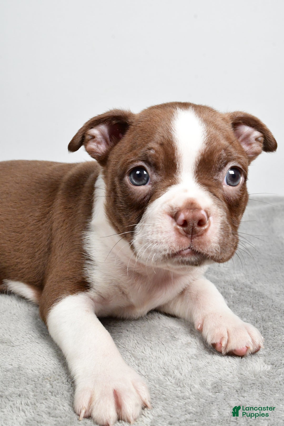 Boston Terrier dogs for sale: Jance - Ad 7