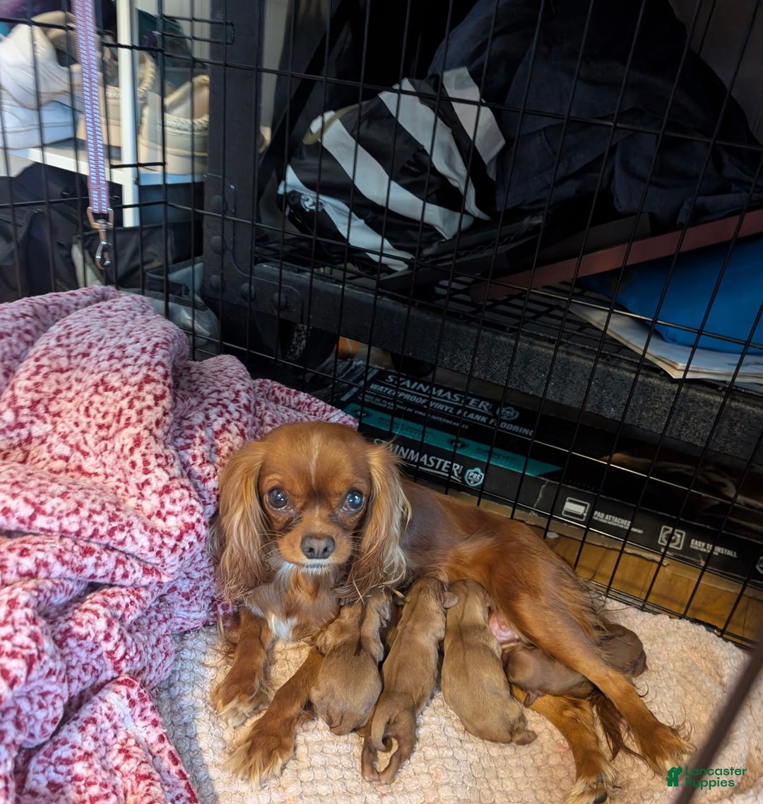 Cavalier King Charles Spaniel dogs for sale: Buttercup - Ad 4