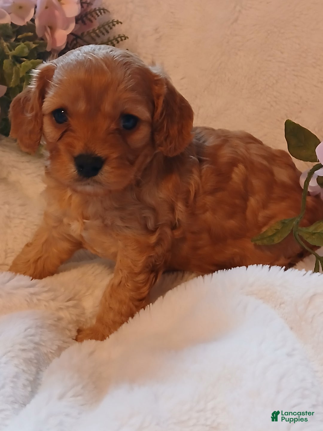 Cavapoo dogs for sale: Rosie - Ad 5