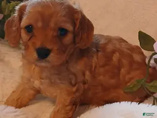 Cavapoo dogs Rosie - Ad 1