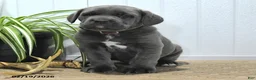Cane Corso dogs for sale: Guss  - Ad 4