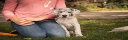 Great Dane dogs for sale: Beatrice Great Dane  - Ad 14