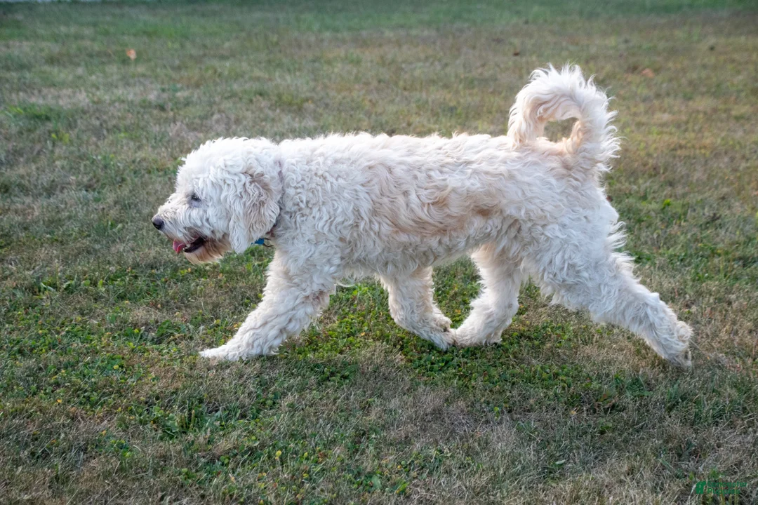 Goldendoodle dogs for sale: Willa - Ad 11