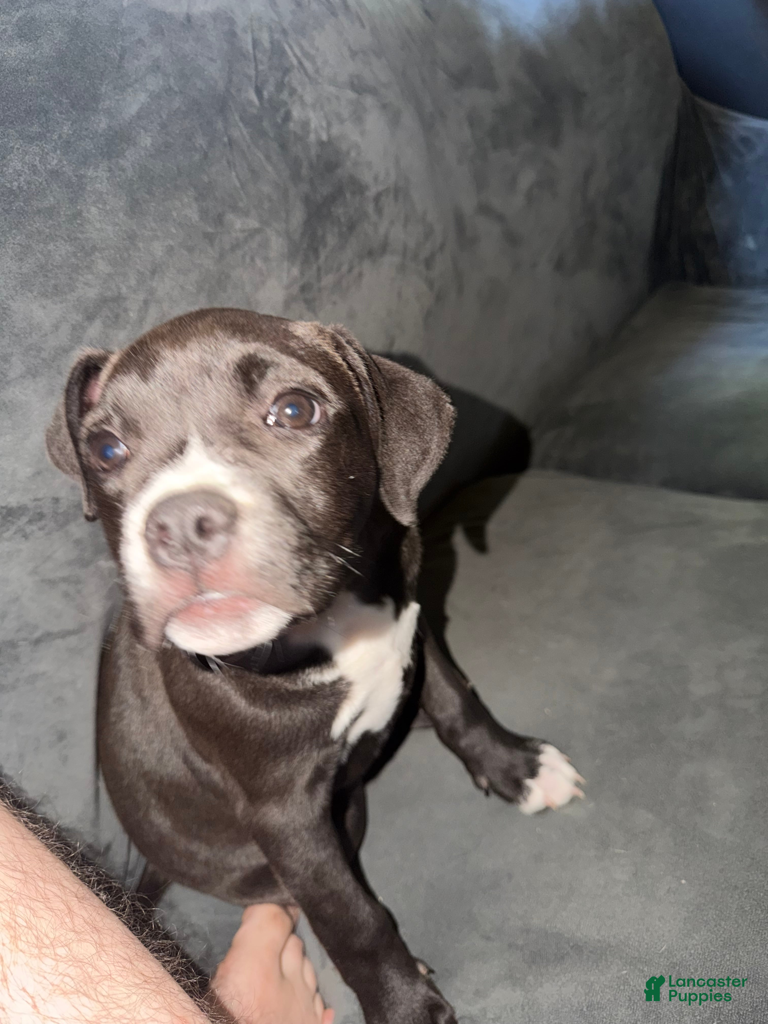 American Pit Bull Terrier dogs American Pit Bull Terrier Puppy 3 - Ad 19