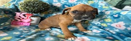 Boxer dogs for sale: Willow - Ad 4