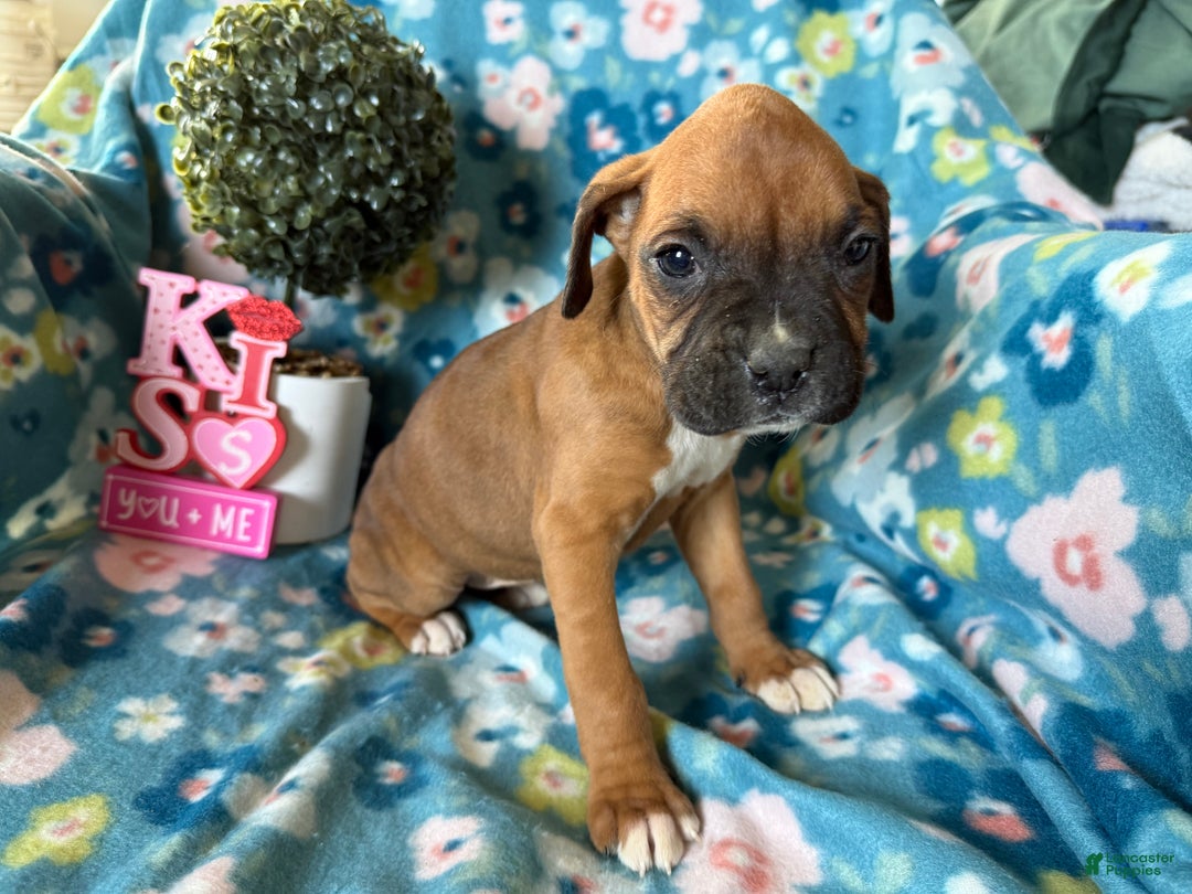 Boxer dogs for sale: Willow - Ad 4