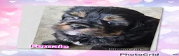 Shorkie dogs for sale: Shorkie 2 - Ad 1