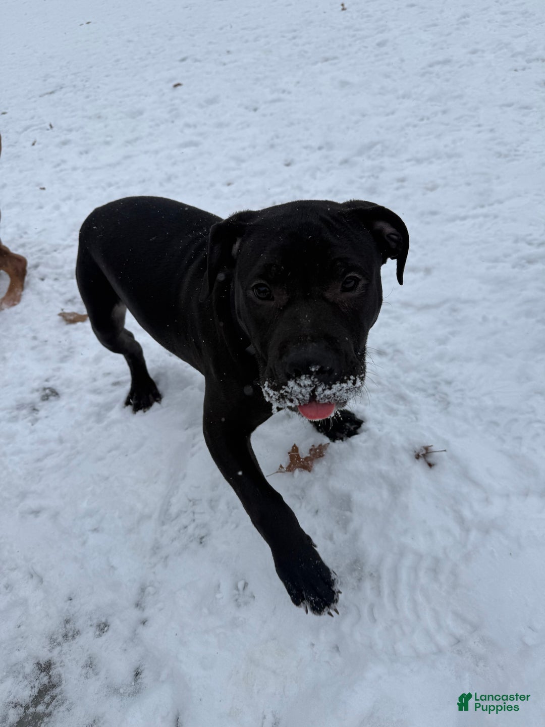 American Bully dogs for sale: Sandy(female) - Ad 15