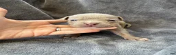 American Bully dogs for sale: Marshall  - Ad 6
