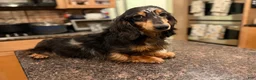 Miniature Dachshund dogs for sale: Champion sired Russian AKC boy - Ad 2