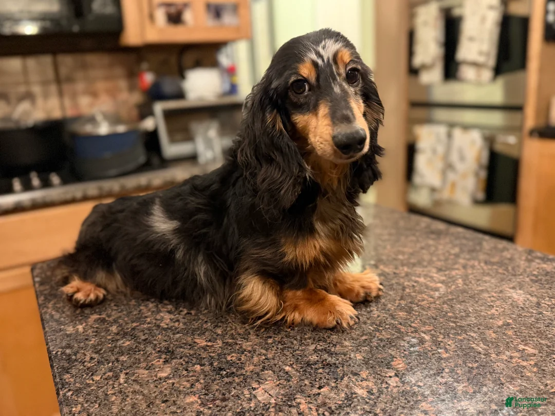 Miniature Dachshund dogs for sale: Champion sired Russian AKC boy - Ad 2