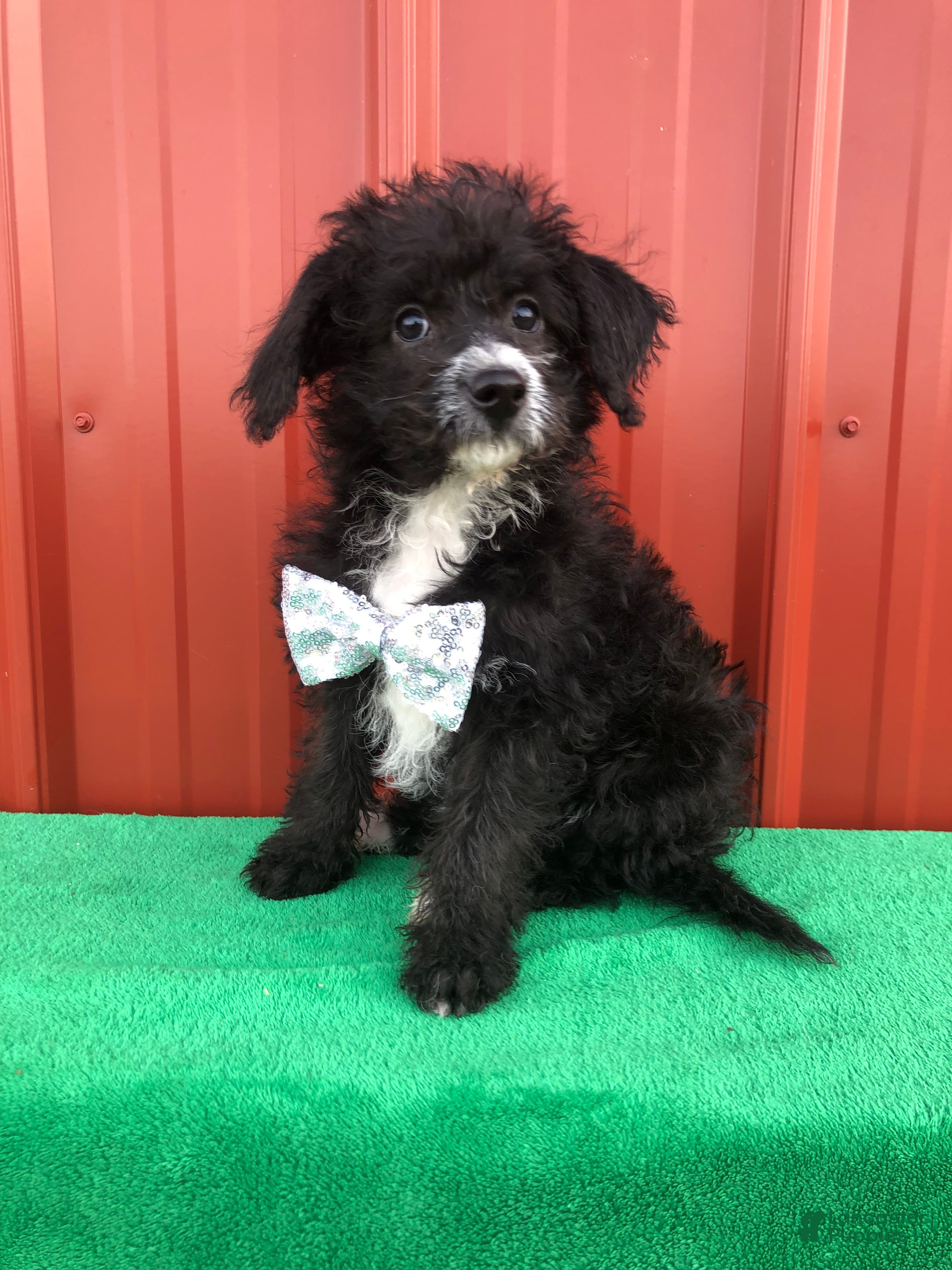 Mixed Breed dogs Tucker - Ad 21