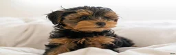Yorkiepoo dogs for sale: Yorkiepoo 1 - Ad 3
