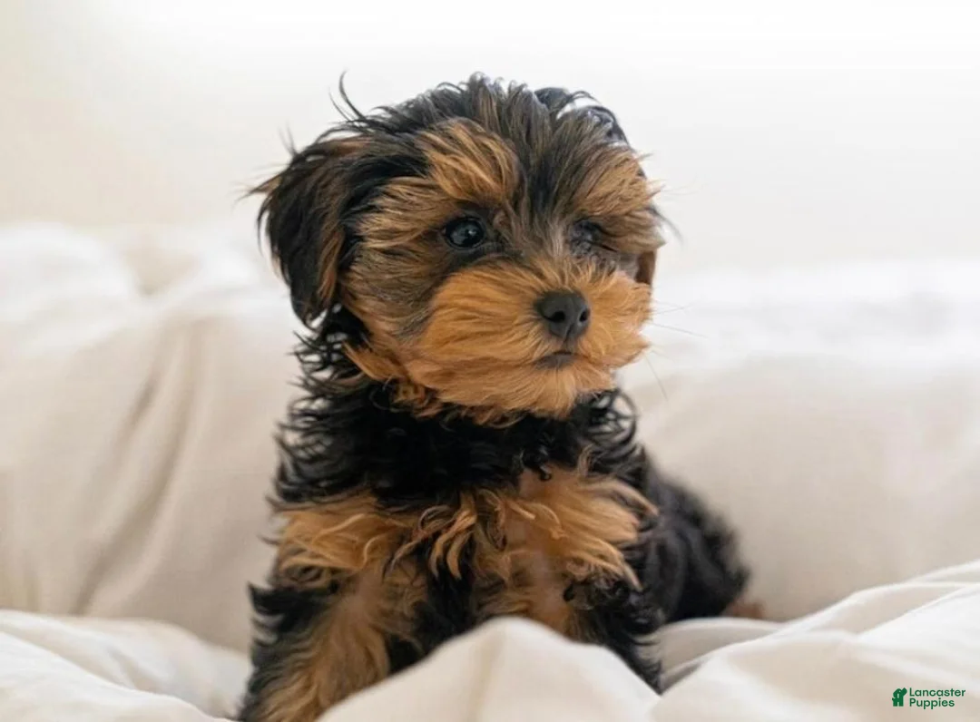 Yorkiepoo dogs for sale: Yorkiepoo 1 - Ad 3
