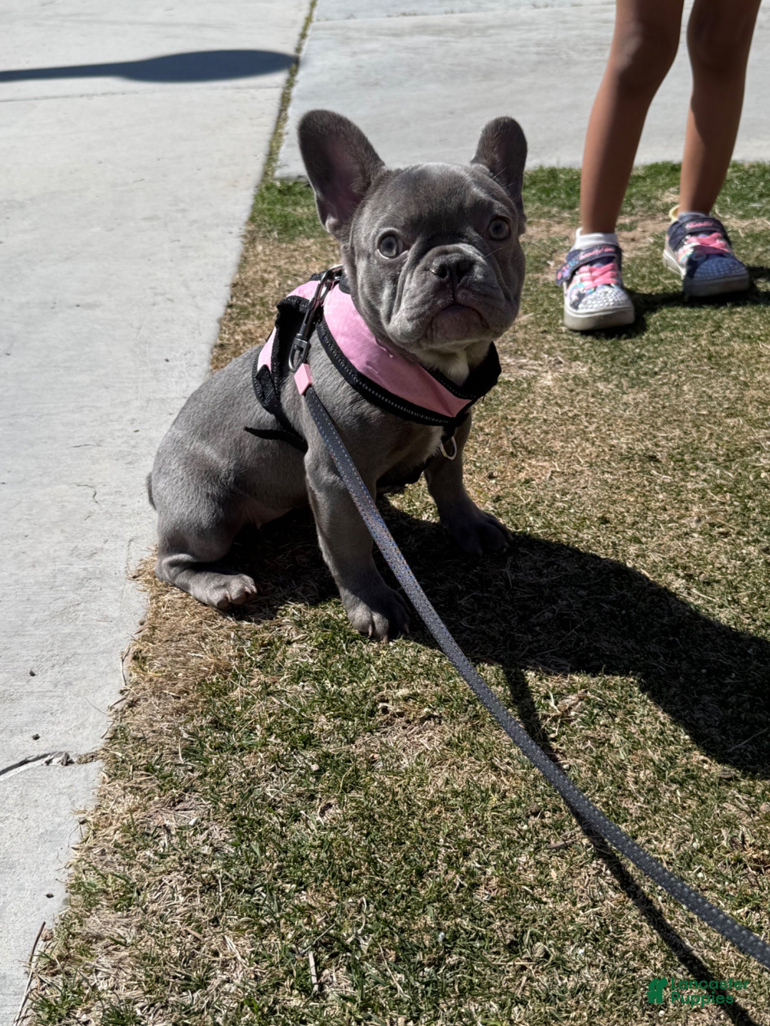 French Bulldog dogs French Bulldog Puppy 2 - Ad 39