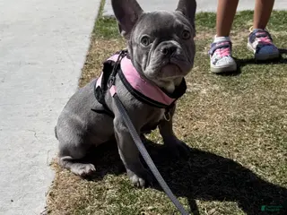 French Bulldog dogs French Bulldog Puppy 2 - Ad 39