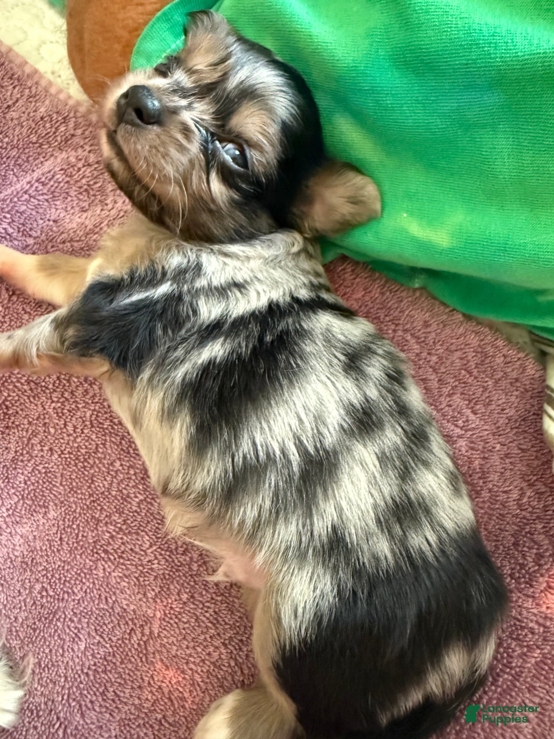 Mixed Breed dogs for sale: Chihuahua male black Merle chion chi/Papillion  - Ad 5