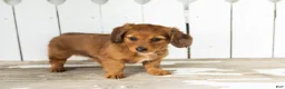 Miniature Dachshund dogs for sale: Sassy - Ad 2