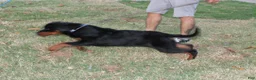 Rottweiler dogs for sale: Rottweiler 1 - Ad 4