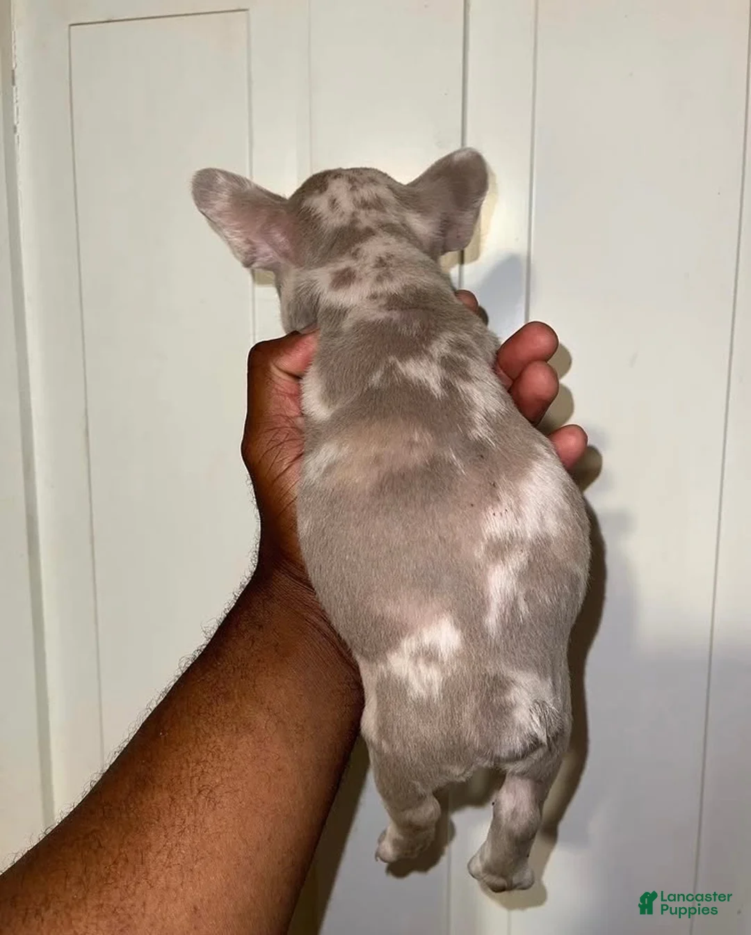French Bulldog dogs for sale: French Bulldog Puppy 8 - Ad 4