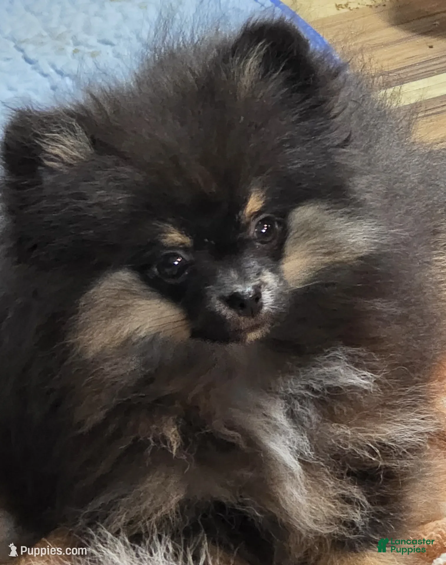 Pomeranian dogs for sale: Akc Macy  - Ad 12
