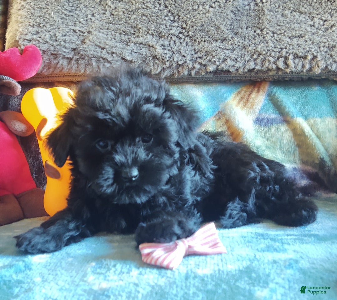 Maltipoo dogs for sale: Rosepop - Ad 9