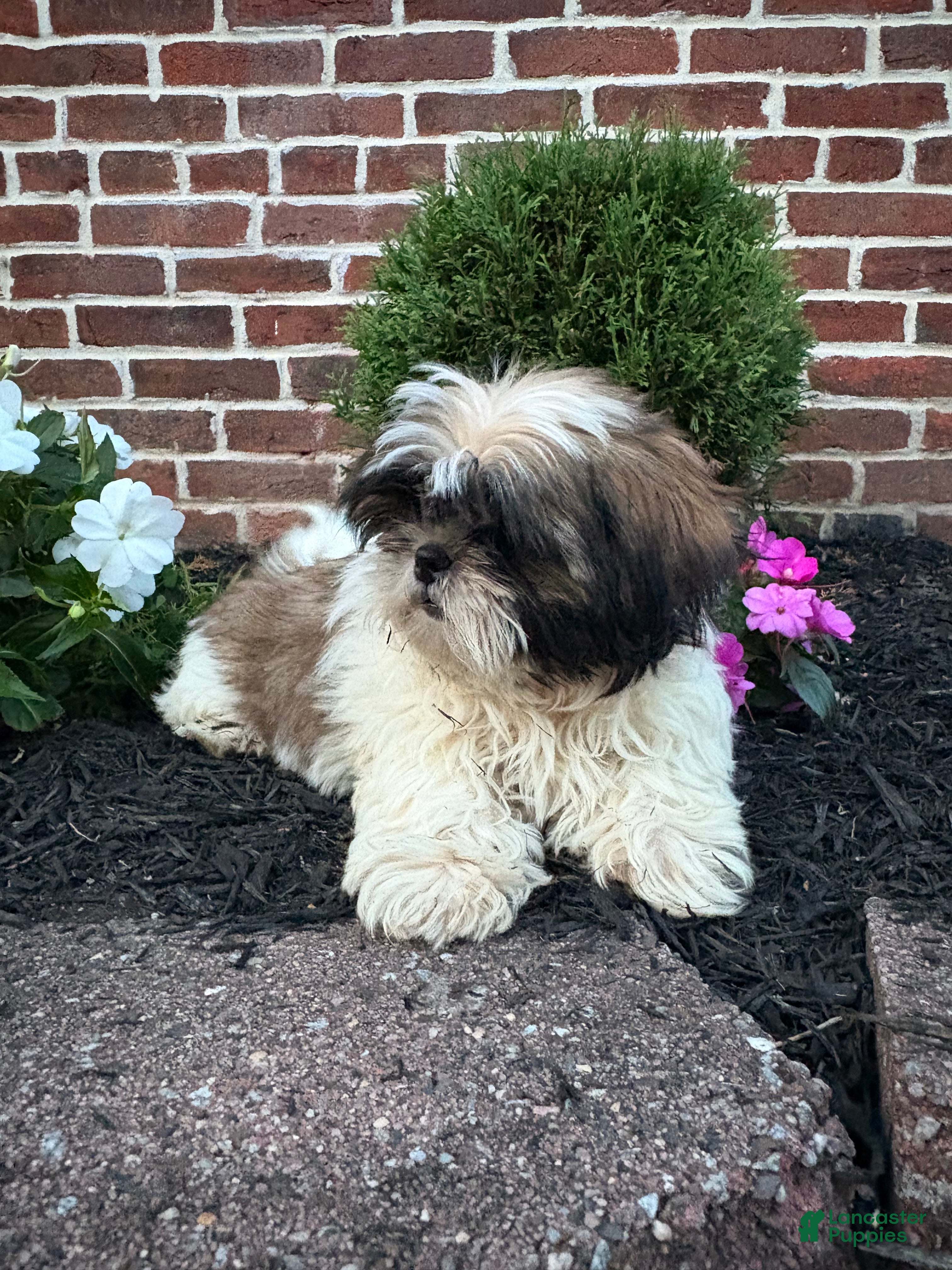 Shih Tzu dogs Abby - Ad 2