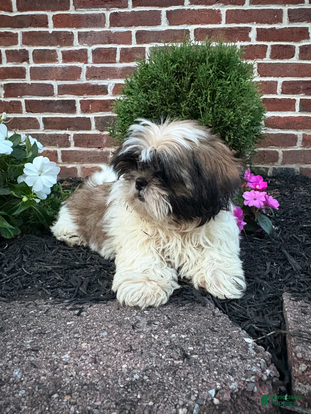 Shih Tzu dogs for sale: Abby - Ad 2