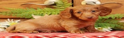 Miniature Dachshund dogs for sale: Darvin - Ad 4